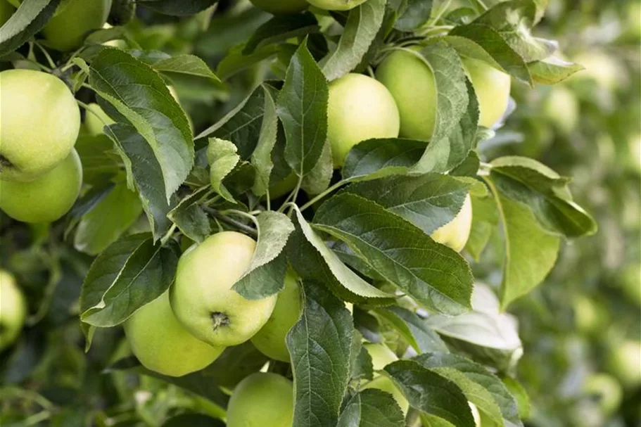 Apfelbaum 'Golden Delicious' Busch, Topfgröße 10 Liter, Unterlage MM111