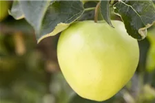 Apfelbaum 'Golden Delicious' Busch, Topfgröße 10 Liter, Unterlage MM111