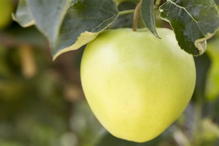 Apfelbaum 'Golden Delicious' Busch, Topfgröße 10 Liter, Unterlage MM111