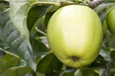 Apfelbaum 'Golden Delicious' Busch, Topfgröße 10 Liter, Unterlage MM111