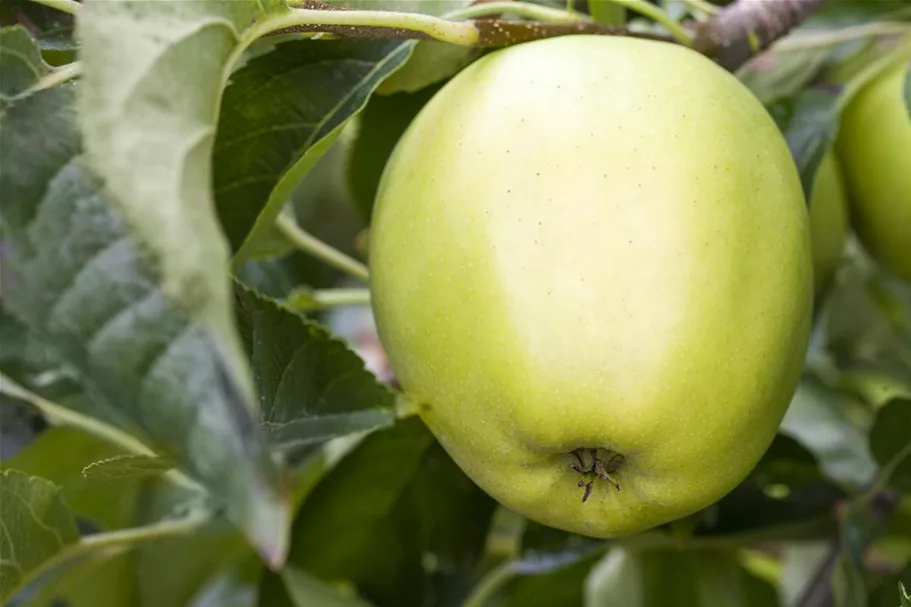 Apfelbaum 'Golden Delicious' Busch, Topfgröße 10 Liter, Unterlage MM111