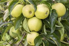 Apfelbaum 'Golden Delicious' Busch, Topfgröße 10 Liter, Unterlage MM111