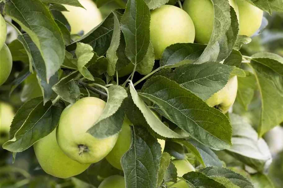 Apfelbaum 'Golden Delicious' Busch, Topfgröße 10 Liter, Unterlage MM111