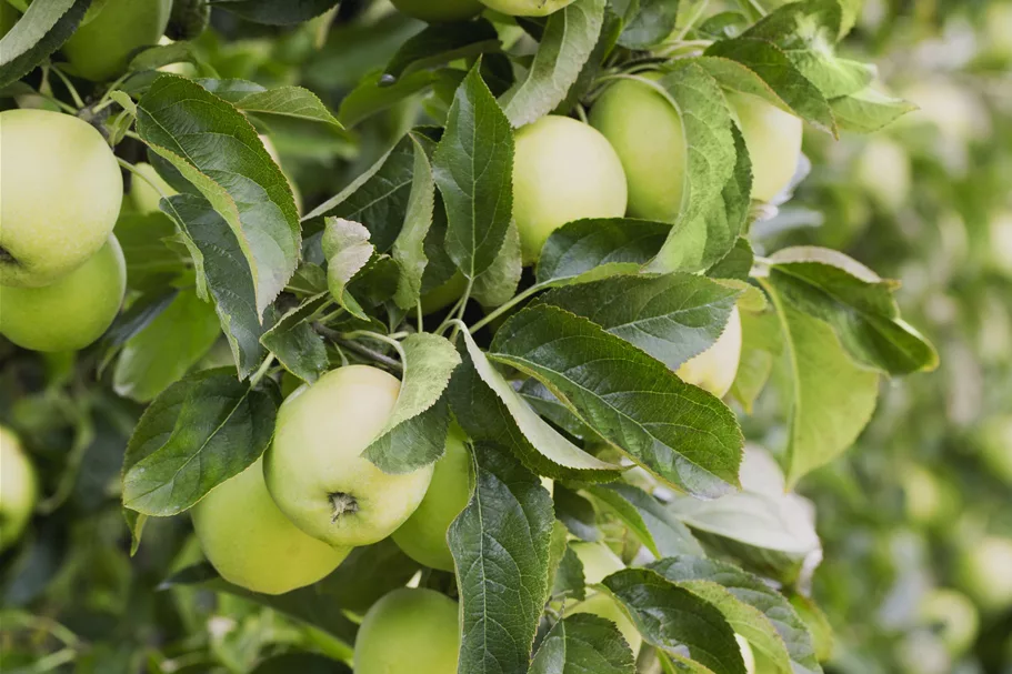 Apfelbaum 'Golden Delicious' Busch, Topfgröße 10 Liter, Unterlage MM111