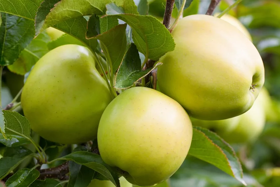 Apfelbaum 'Golden Delicious' Busch, Topfgröße 10 Liter, Unterlage MM111