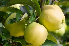 Apfelbaum 'Golden Delicious' Busch, Topfgröße 10 Liter, Unterlage MM111