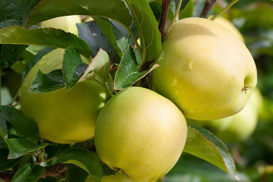 Apfelbaum 'Golden Delicious' Busch, Topfgröße 10 Liter, Unterlage MM111