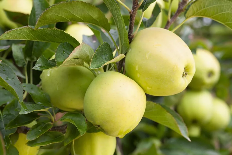 Apfelbaum 'Golden Delicious' Busch, Topfgröße 10 Liter, Unterlage MM111