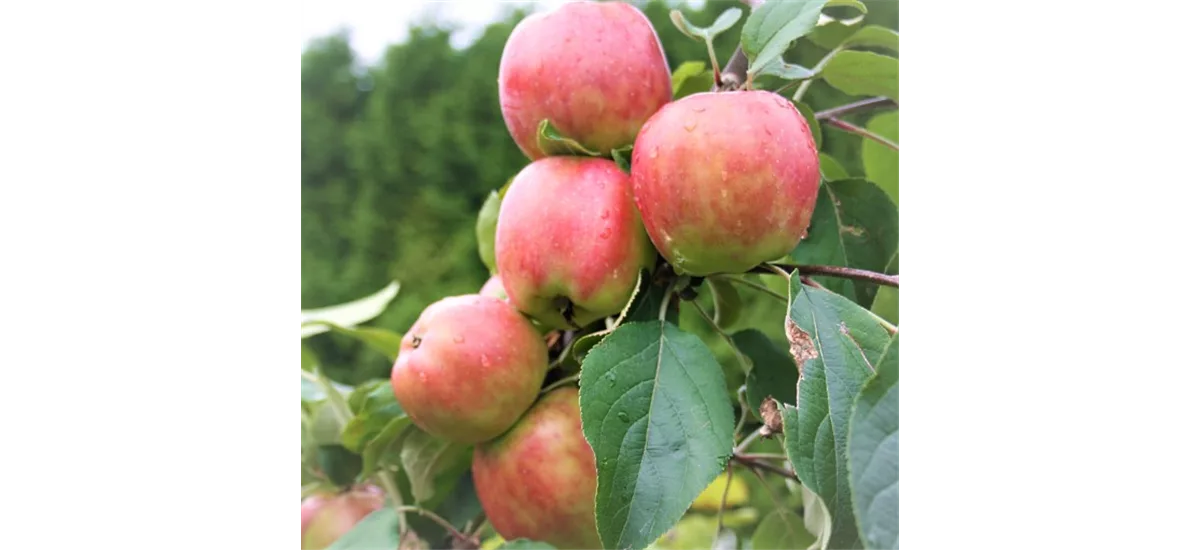 Apfelbaum 'Gravensteiner' Busch, Topfgröße 10 Liter, Unterlage MM111