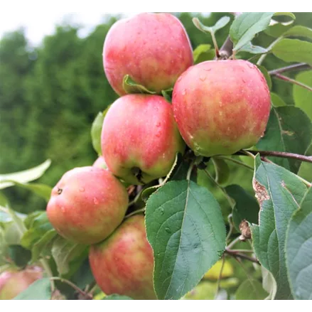 Apfelbaum 'Gravensteiner'