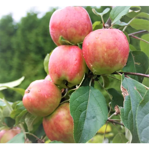 Apfelbaum 'Gravensteiner'