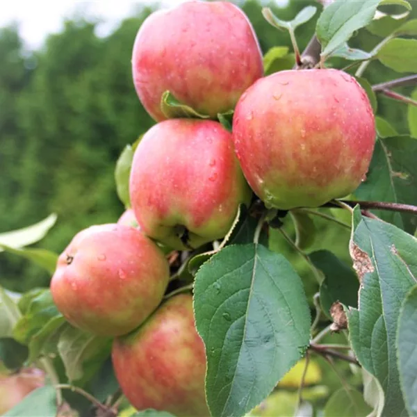 Apfelbaum 'Gravensteiner'