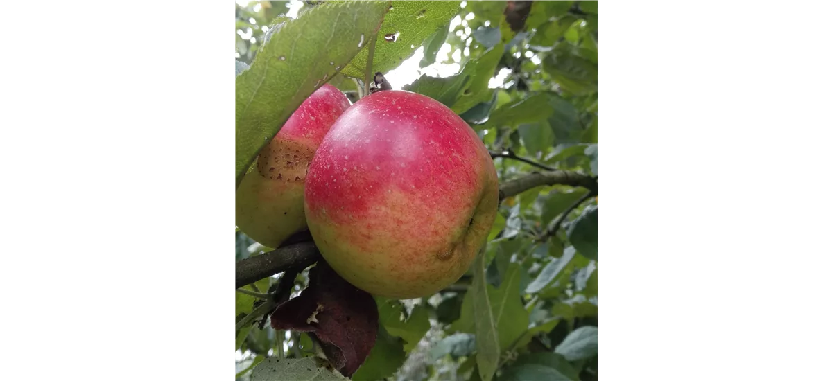 Apfelbaum 'Juwel von Kirchwerder' Busch, Topfgröße 7,5 Liter, Unterlage MM111