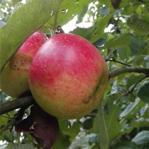 Apfelbaum 'Juwel von Kirchwerder'