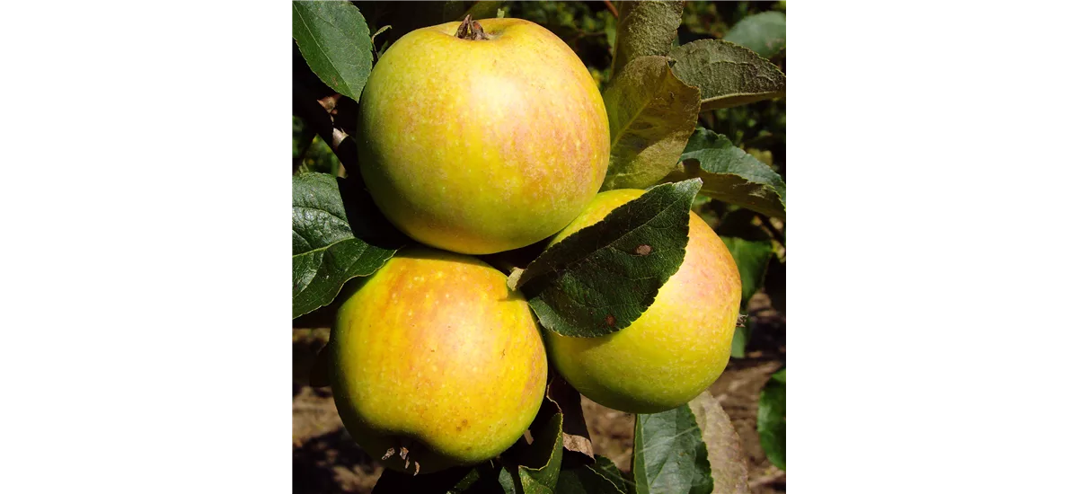 Apfelbaum 'Osnabrücker Renette' Busch, Topfgröße 7,5 Liter, Unterlage MM111