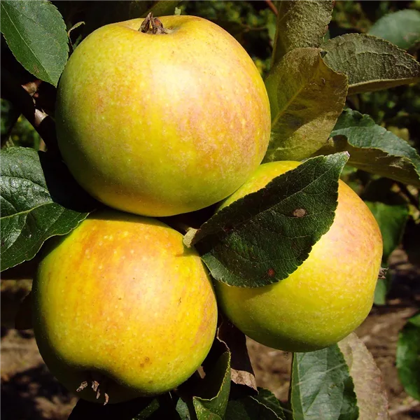 Apfelbaum 'Osnabrücker Renette'