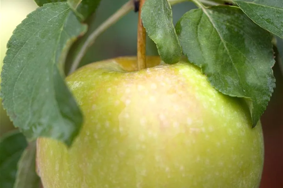 Apfelbaum 'Pinova'(s) Busch, Topfgröße 10 Liter, Unterlage MM111