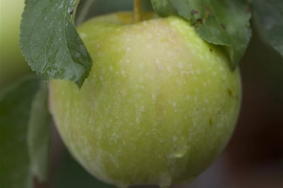 Apfelbaum 'Pinova'(s) Busch, Topfgröße 10 Liter, Unterlage MM111