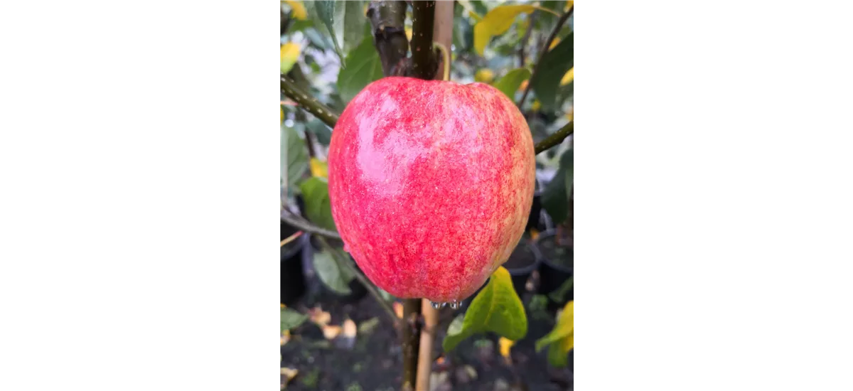 Apfelbaum 'Rewena'(s) Busch, Topfgröße 10 Liter, Unterlage MM111