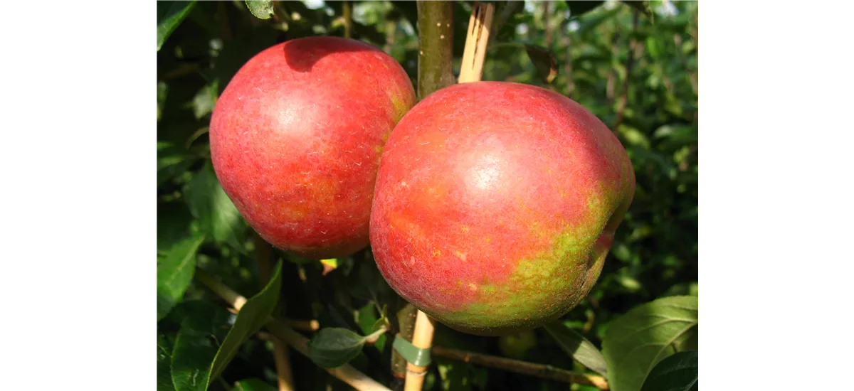 Apfelbaum 'Roter Boskoop' Halbstamm, Topfgröße 10 Liter, Unterlage MM111