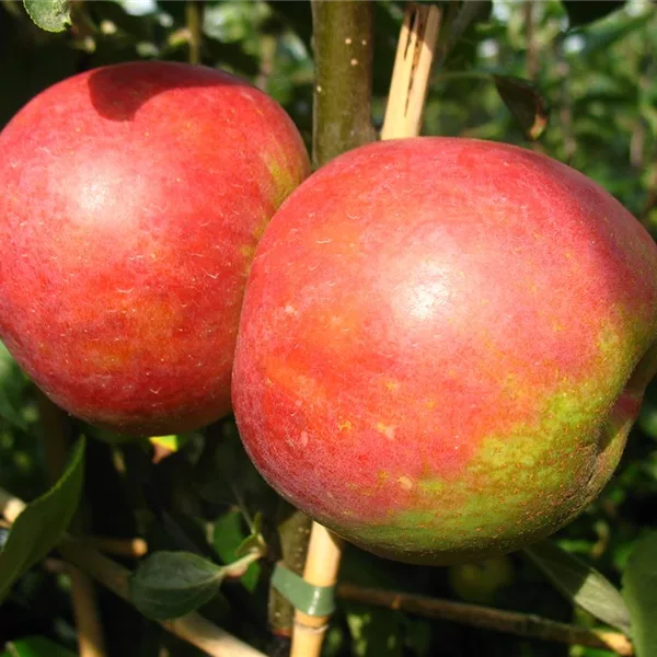 Apfelbaum 'Roter Boskoop'