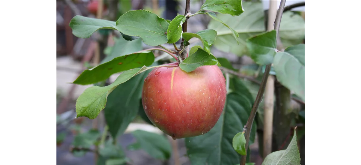 Apfelbaum 'Roter Gravensteiner' Busch, Topfgröße 10 Liter, Unterlage M9