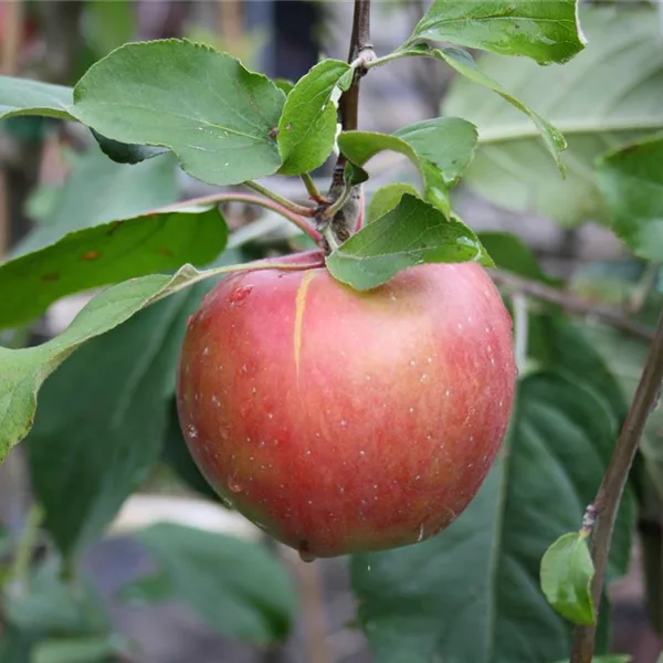 Apfelbaum 'Roter Gravensteiner'