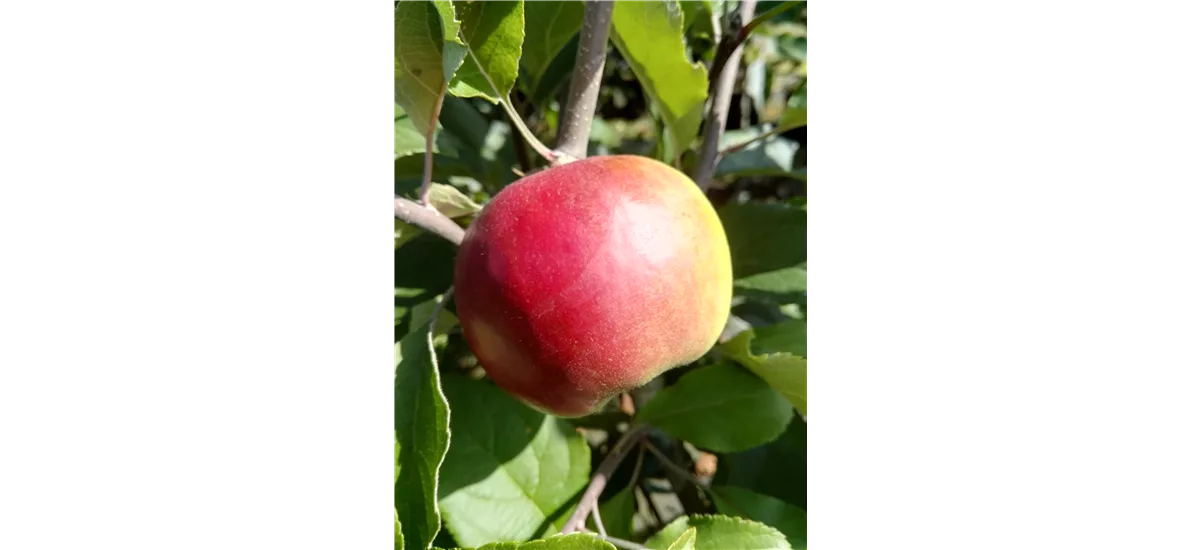 Apfelbaum 'Roter Jonathan'