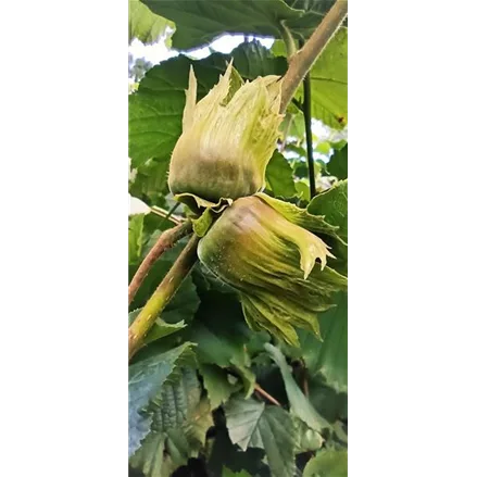 Haselnuss 'Hallesche Riesennuss'