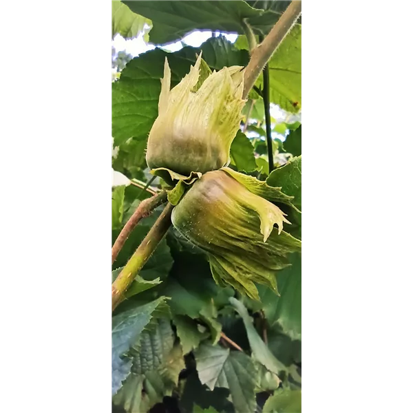 Haselnuss 'Hallesche Riesennuss'