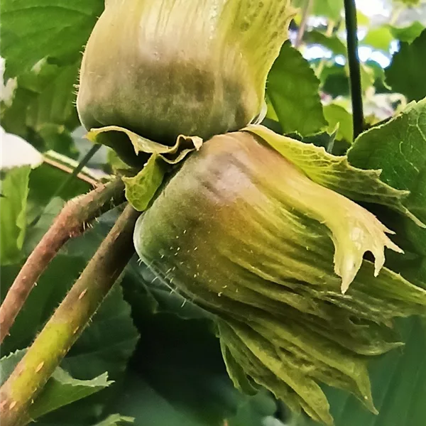 Haselnuss 'Hallesche Riesennuss'