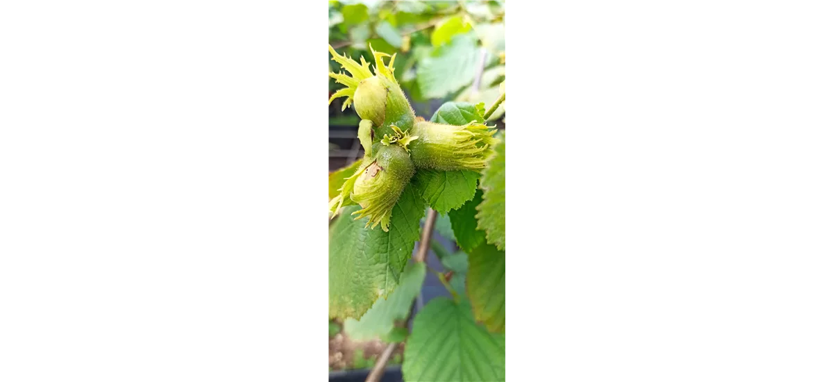 Haselnuss 'Nottinghams Fruchtbare' Busch, Topfgröße 7,5 Liter, Höhe 100-125 cm