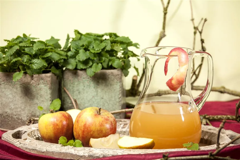 Herbst-Apfel 'Holsteiner Cox' Busch, Topfgröße 10 Liter, Unterlage MM111