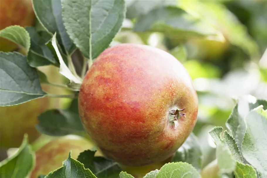 Herbst-Apfel 'Holsteiner Cox' Busch, Topfgröße 10 Liter, Unterlage MM111