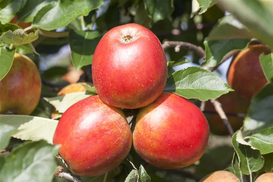 Herbst-Apfel 'Holsteiner Cox' Busch, Topfgröße 10 Liter, Unterlage MM111