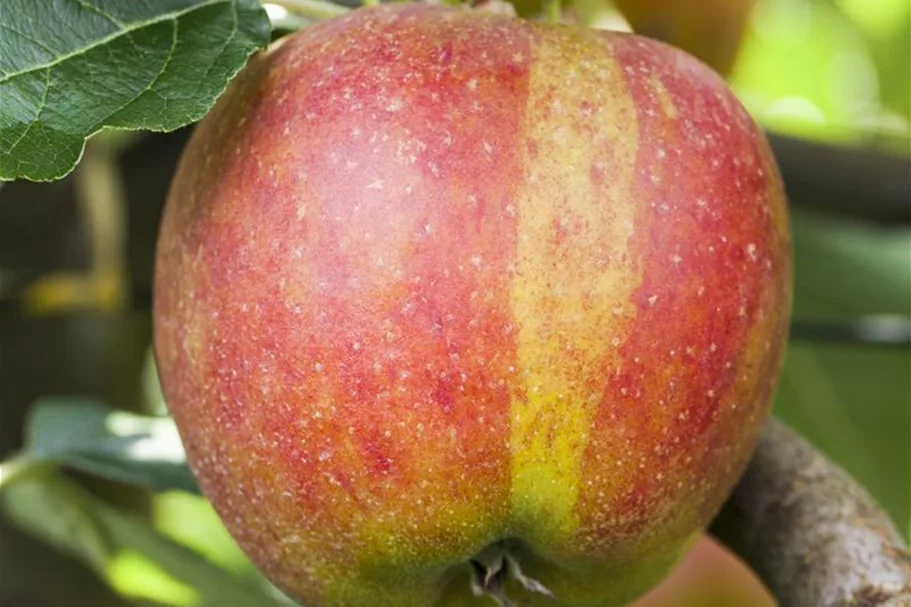 Herbst-Apfel 'Holsteiner Cox' Busch, Topfgröße 10 Liter, Unterlage MM111