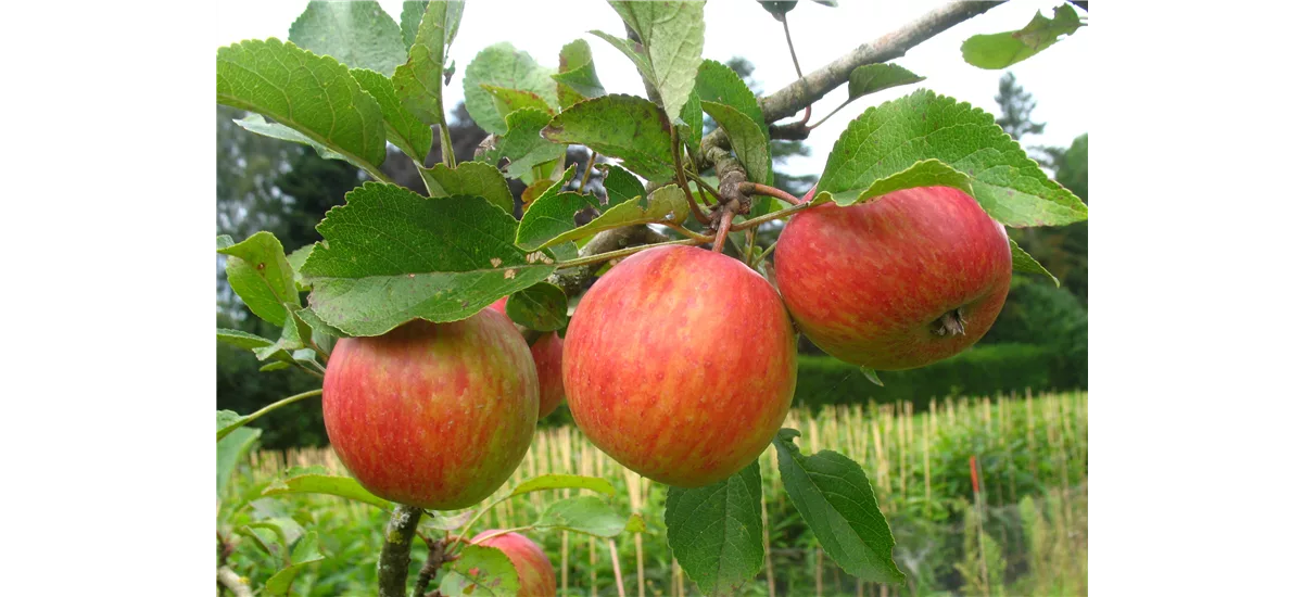 Herbst-Apfel 'PrinzenApfel' Busch, Topfgröße 10 Liter, Unterlage MM111