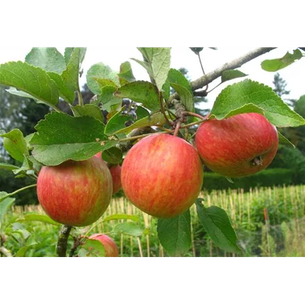 Herbst-Apfel 'PrinzenApfel'