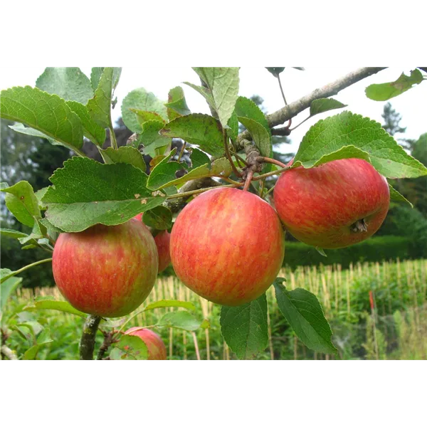 Herbst-Apfel 'PrinzenApfel'