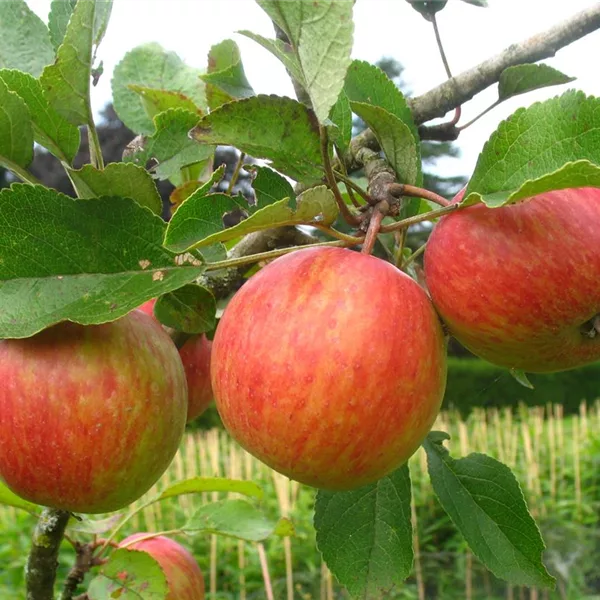 Herbst-Apfel 'PrinzenApfel'