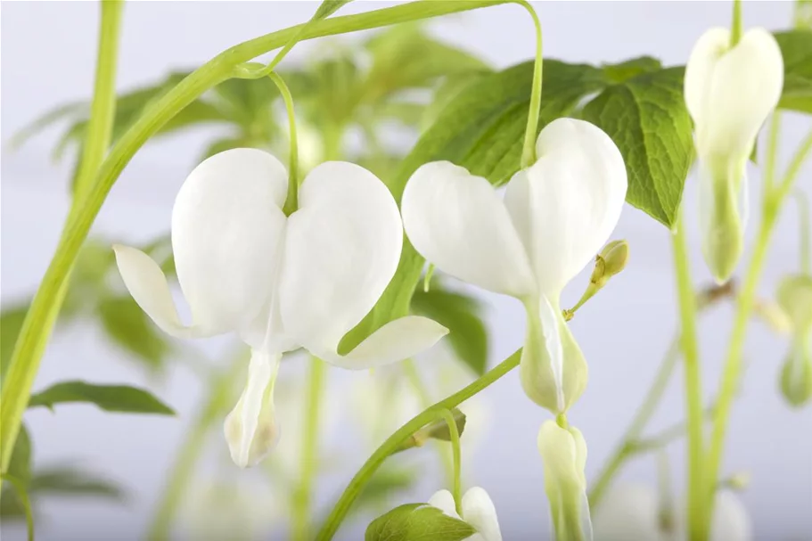 Tränendes Herz 'Alba' 1 Liter Topf