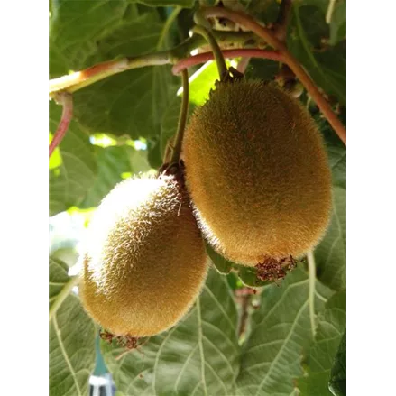 Kiwi (weiblich)