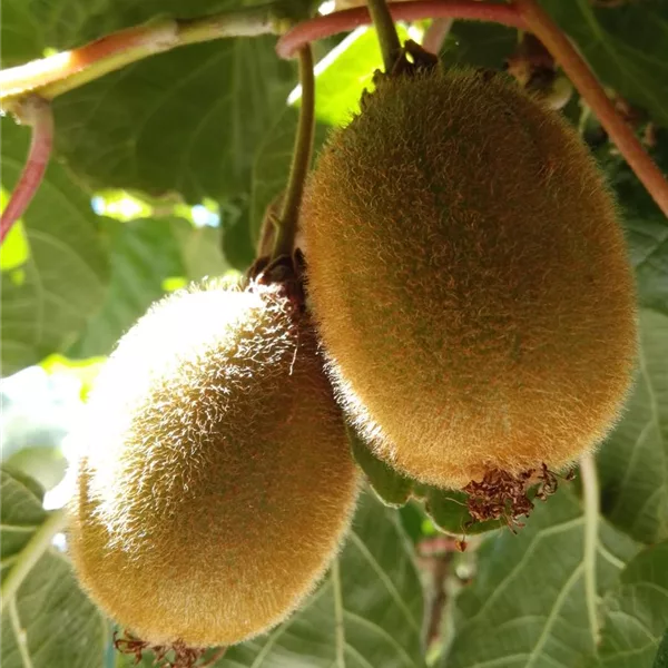 Kiwi (weiblich)