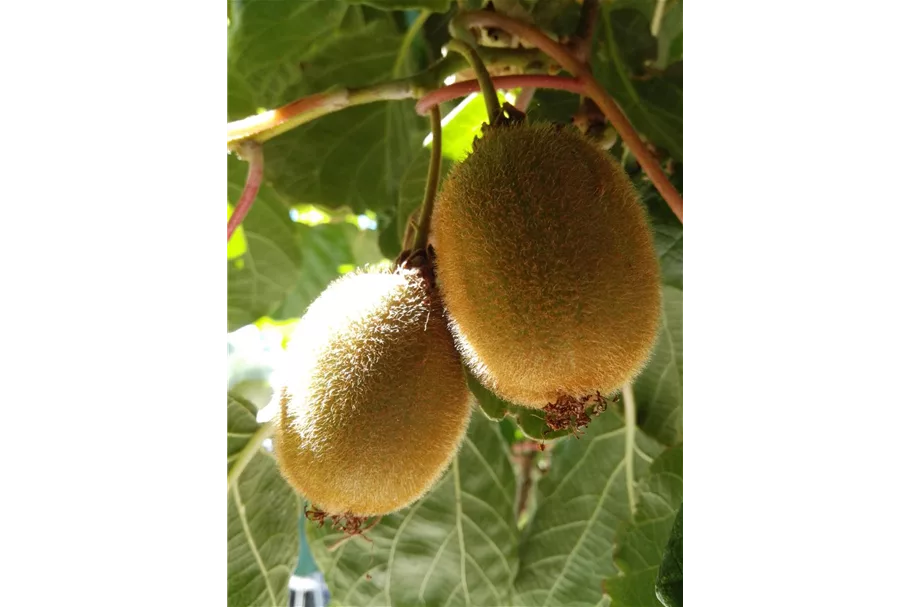 Kiwi (weiblich) Topfgröße 3,5 Liter