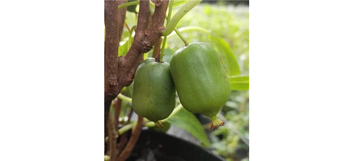 Kiwi 'Super Issai' Topfgröße 3,5 Liter, gestäbt, Höhe 60-100cm