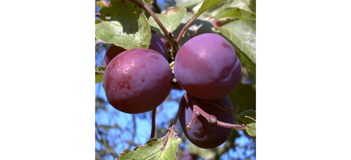 Pflaume 'Königin Viktoria' Busch, Topfgröße 10 Liter, Unterlage Wangenheims