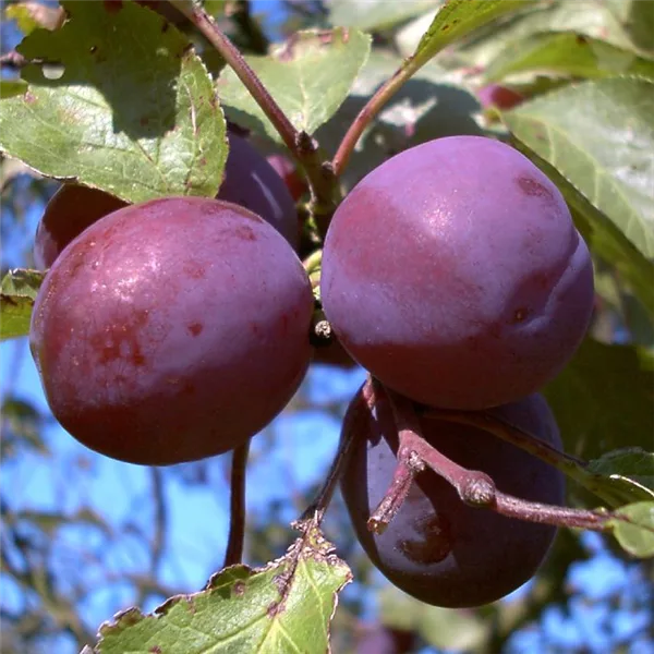 Pflaume 'Königin Viktoria'