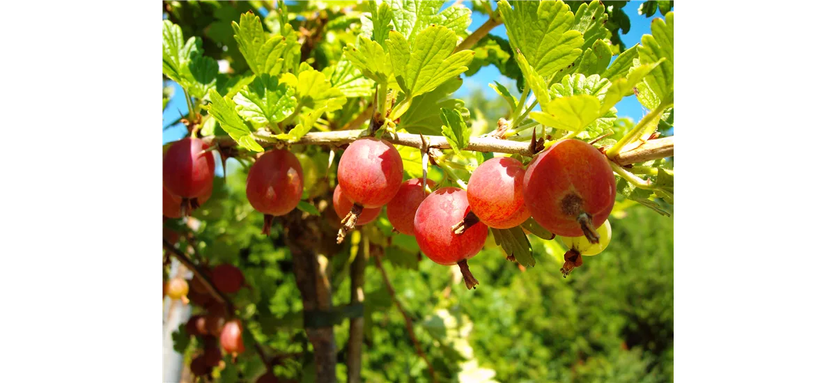 Säulenstachelbeere 'Hinnonmäki' rot Säule, Topfgröße 3,5 Liter, gestäbt, Höhe 100cm