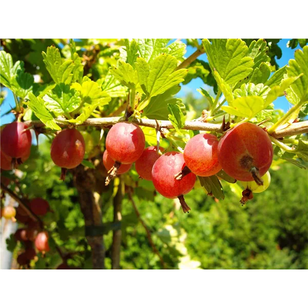 Säulenstachelbeere 'Hinnonmäki' rot