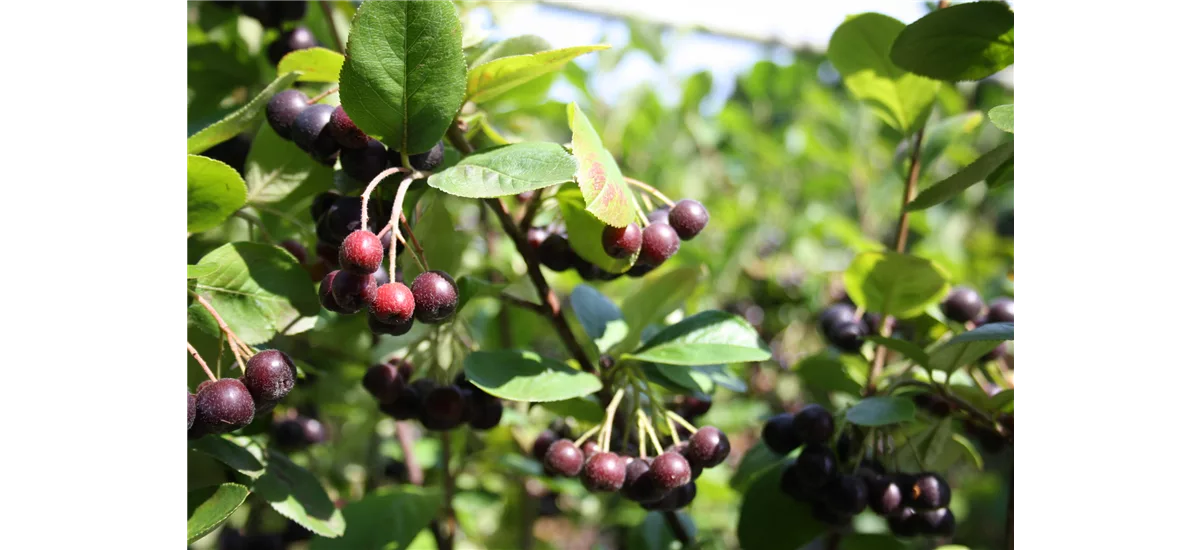 Schwarze Apfelbaumbeere 'Nero' Topfgröße 3,5 Liter